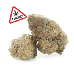 Jamaican Kush THCBD Ivory – Powerful & tropical flower | Weedy.fr