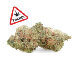 Jack Herer THCBD Ivory – Powerful & spicy flower | Weedy.fr