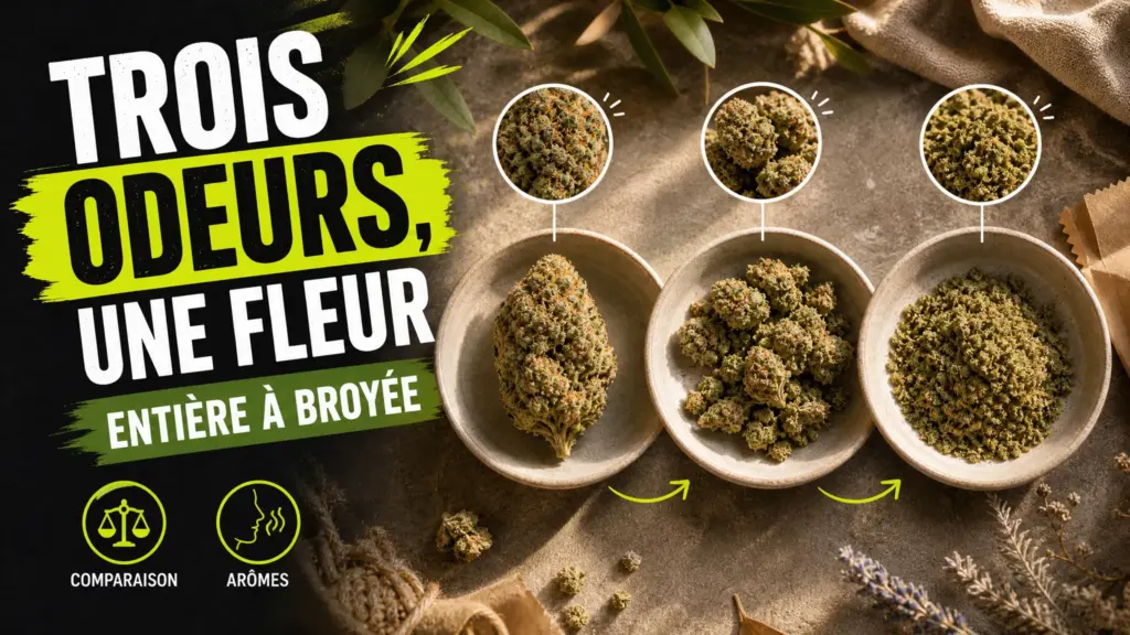 Three dishes present the same whole hemp flower, fragmented and then finely ground to compare their textures.