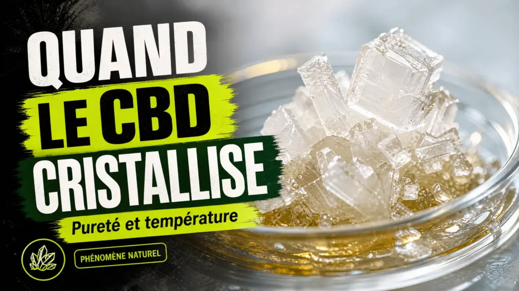 A cluster of white, translucent crystals of hemp concentrate sits in a small glass dish.