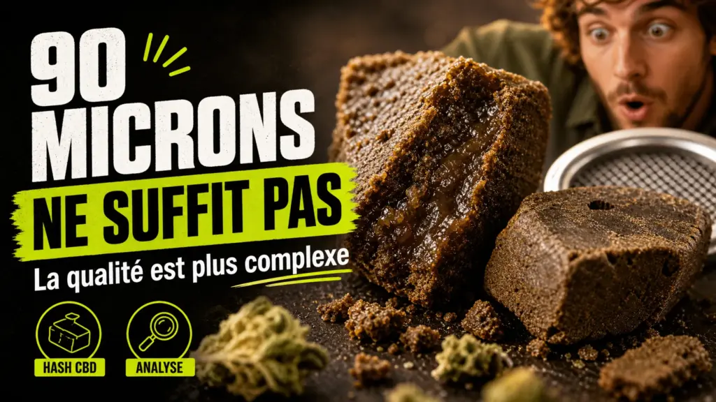 An editorial close-up of several pieces of CBD hash with varying textures and densities, accompanied by fragments of hemp flowers.