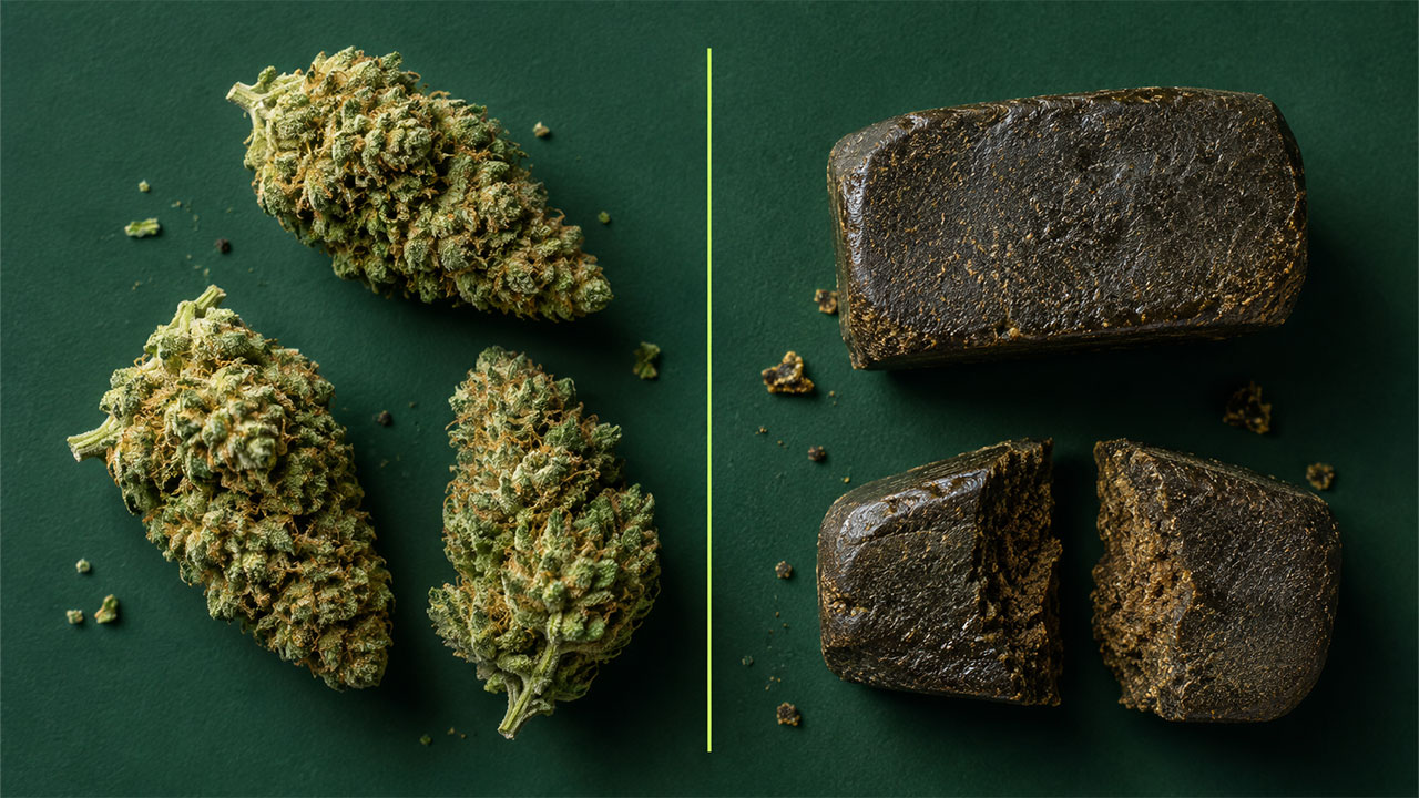 Fleurs et résines de THCBD disposées à plat sur fond vert