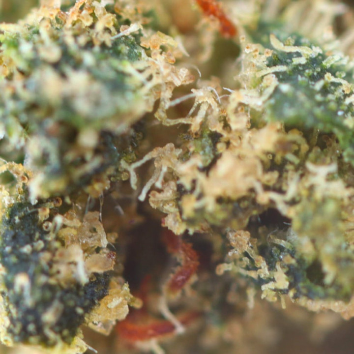 Bubble Gum Ivory: flor de CBD dulce y envolvente - Weedy.fr