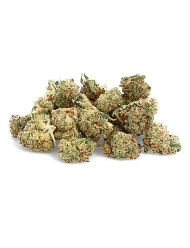 Harlequin - CBD Flower - Marfil