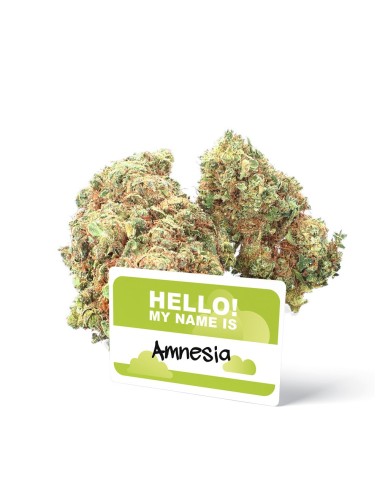 Amnesia - Fleur CBD - Ivory...