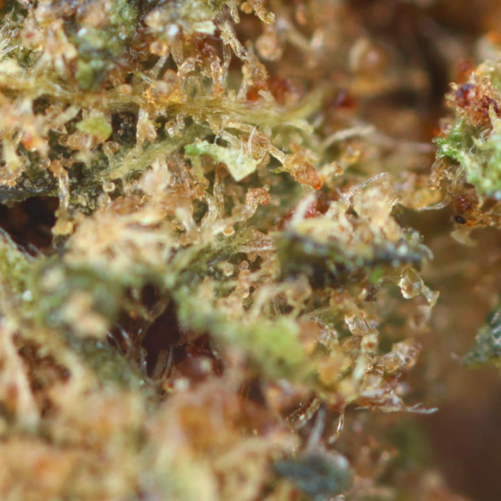 Lemon Amnesia: Flor de CBD vibrante y refrescante - Easy Weed.es