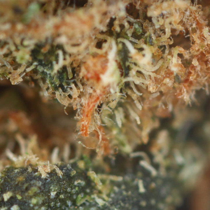 Mango Gelato Ivory: flor de CBD tropical y refrescante - Weedy.fr