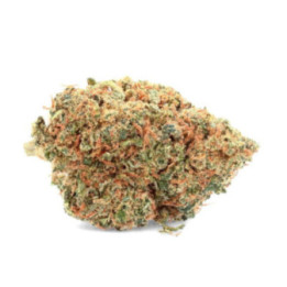 AK-47 Ivory: fiore di CBD potente e armonioso - Weedy.fr