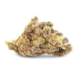 Durban Poison - Fiore di CBD - Avorio
