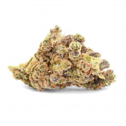 Durban Poison - Fiore di CBD - Avorio