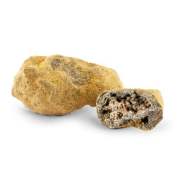 Gold Rock 83% - Fiori di CBD - Avorio