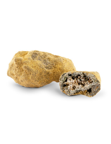 Gold Rock 83% - Fiori di CBD - Avorio