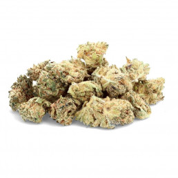 Colla Gorilla - Fiore CBD - Avorio