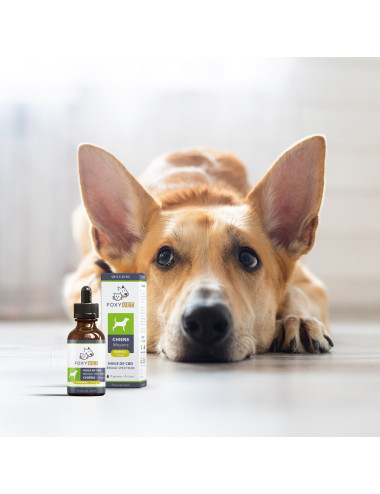 CBD per cani