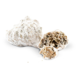 Ice Rock 83% - Fiori di CBD - Avorio