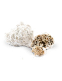 Ice Rock 83% - Fiori di CBD - Avorio
