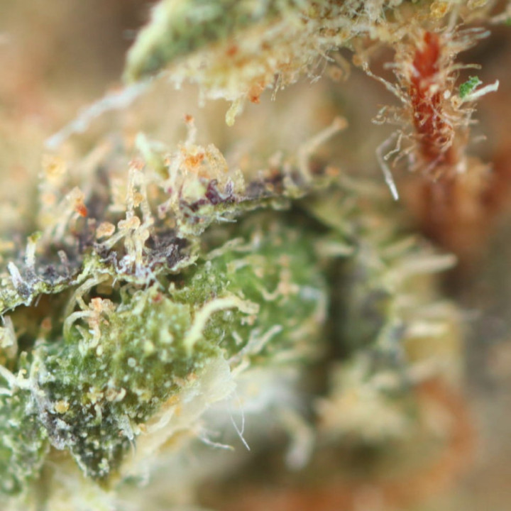 O.G Cookie Ivory: fiore di CBD goloso e rilassante - Weedy.fr