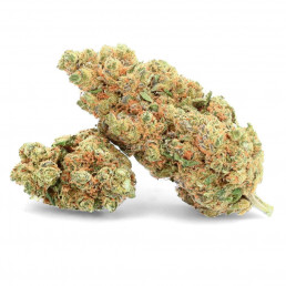 O.G Cookie - Fiore di CBD - Avorio