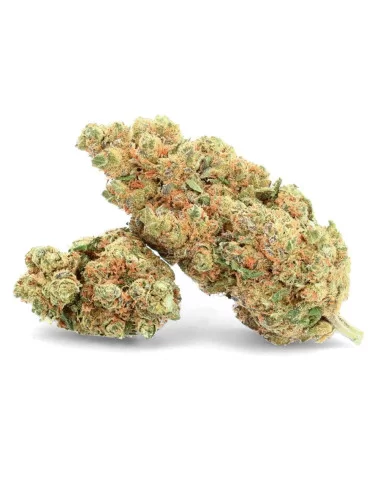 O.G Cookie - Fiore di CBD - Avorio