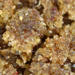 resina di cannabis a marchio avorio