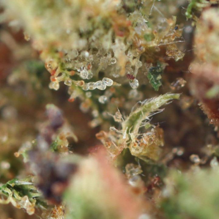 Fiore di CBD Strawberry: un gusto unico, proprietà incredibili - Weedy.fr