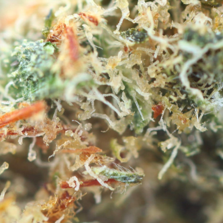 Supremo: Fiori di CBD di alta gamma e memorabili - Weedy.fr