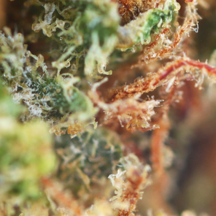 White Widow Ivory: fiore di CBD intenso e mitico - Weedy.fr