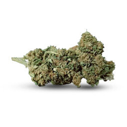 Ginger Haze - Fiore di CBD - Erbaceo