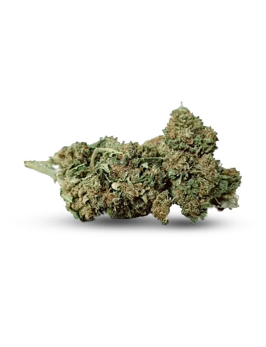 Ginger Haze - Fiore di CBD - Erbaceo