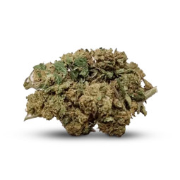 Gorilla CBD - Fiore di CBD -...