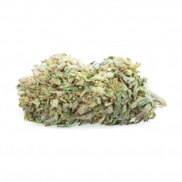 Bubble Kush - Fiore di CBD - Easy Weed