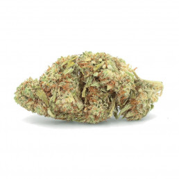 Balena Bianca - Fiore di CBD - Easy Weed