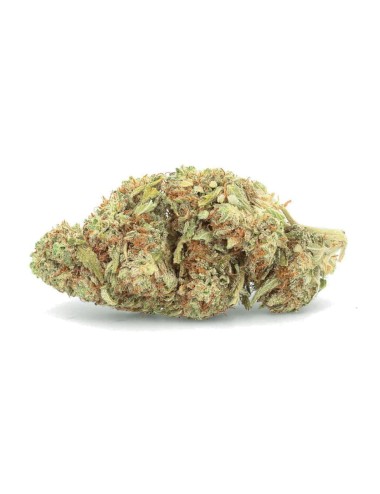 Balena Bianca - Fiore di CBD - Easy Weed