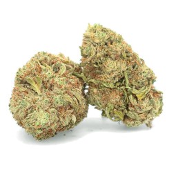 Balena Bianca - Fiore di CBD - Easy Weed