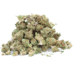 Fragola piccola - Fiore di CBD - Erbaceo