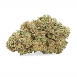 Amnesia Haze - Fiore di CBD - Erbaceo