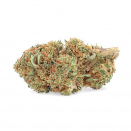 Banana Kush in coltura idroponica indoor