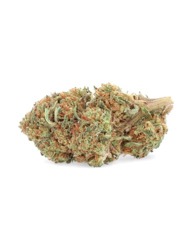 Banana Kush in coltura idroponica indoor