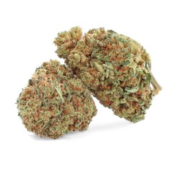 Banana Kush in coltura idroponica indoor