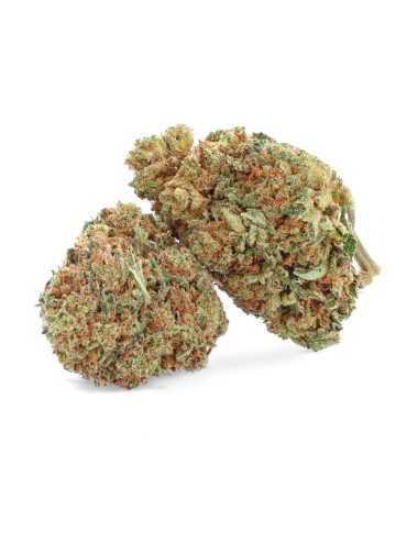 Banana Kush in coltura idroponica indoor
