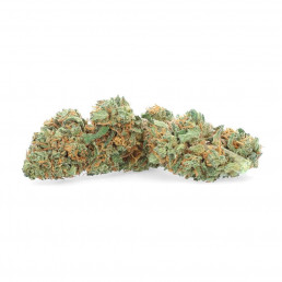 gelato verde cbd indoor a buon mercato su weedy.it