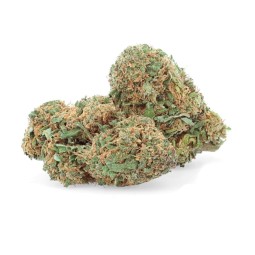 NYC Diesel - Fiore di CBD - Erbaccia