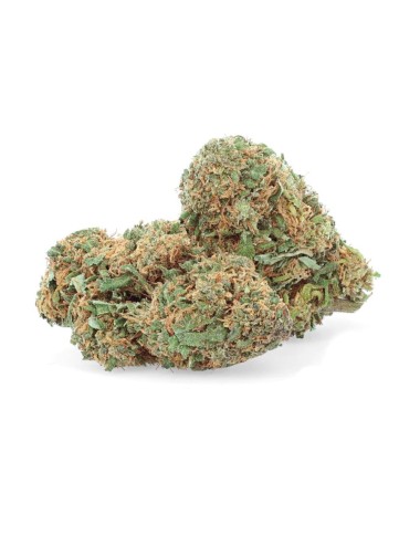 NYC Diesel - Fiore di CBD - Erbaccia