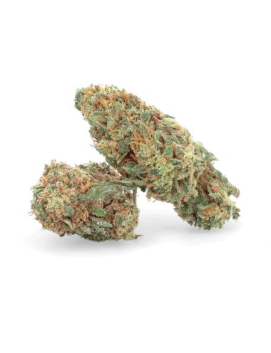 CBD Orange Bud - Fiore di CBD - Weedy