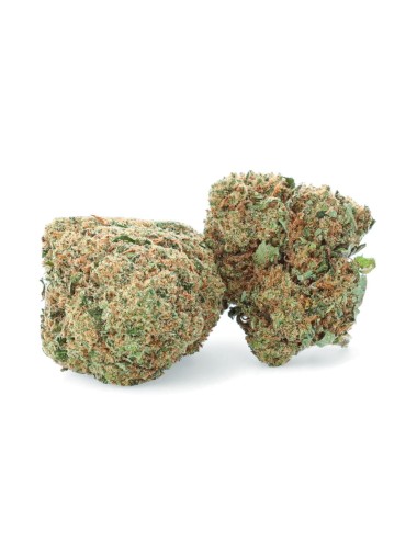 Arlecchino - Fiore di CBD - Erbaceo