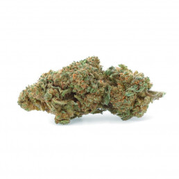 Super Lemon Haze - Fiore di CBD - Erbaccia