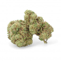 Vedova Bianca - Fiore di CBD - Erbaceo