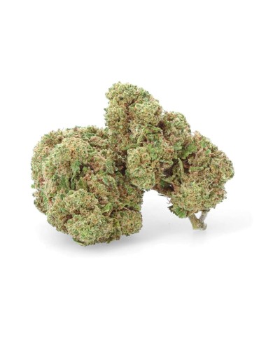 Vedova Bianca - Fiore di CBD - Erbaceo
