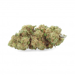 Vedova Bianca - Fiore di CBD - Erbaceo