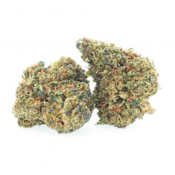 Sunset Punch - Fiori NBSh - Easyweed